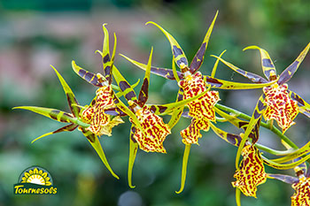 Orchidée Brassia